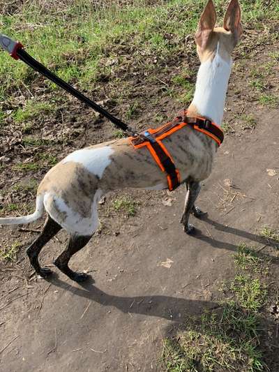 Windhunde - Treffen der besonderen Schönheiten
HERZLICH WILLKOMMEN-Beitrag-Bild