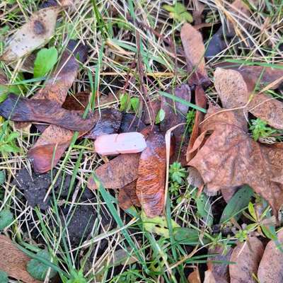 Giftköder-Tabletten/Medizin-Bild