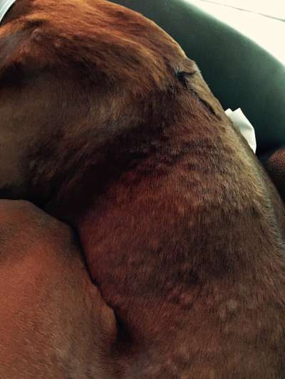 Allergische Reaktion am ganzen Körper-Beitrag-Bild