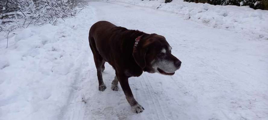 Labradorfans-Beitrag-Bild