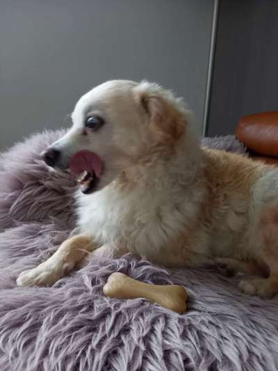 Fotochallenge Nr. 59 - Mein Hund zeigt die Zunge-Beitrag-Bild