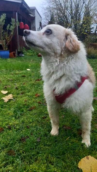 Hund aus dem Spanischen Tierschutz-Beitrag-Bild