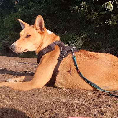 Hundetreffen-Spielkameraden gesucht-Bild