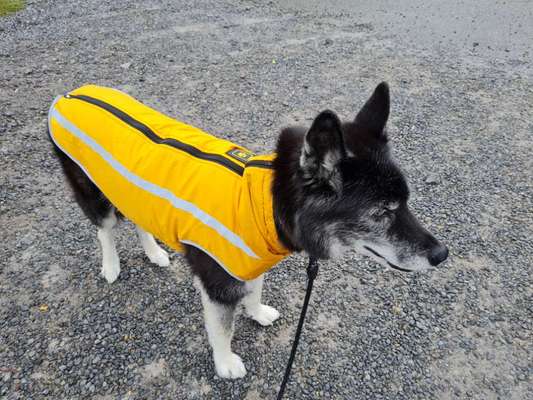 Hundekleidung - Top oder Flop-Beitrag-Bild