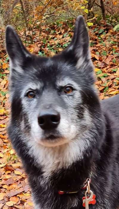 Unsere Fellnasen im Regenbogenland-Beitrag-Bild