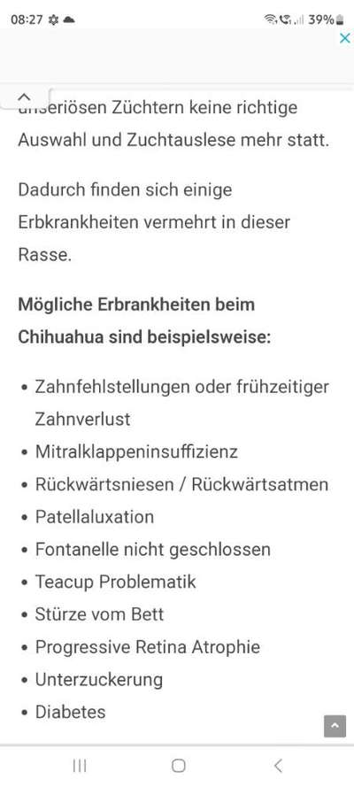 Chihuahua krankheiten!-Beitrag-Bild