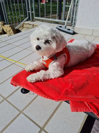 Wie groß waren eure welpen ?-Beitrag-Bild