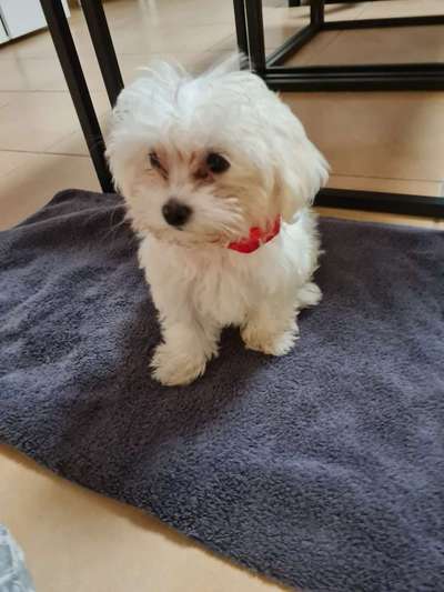 Wie groß waren eure welpen ?-Beitrag-Bild