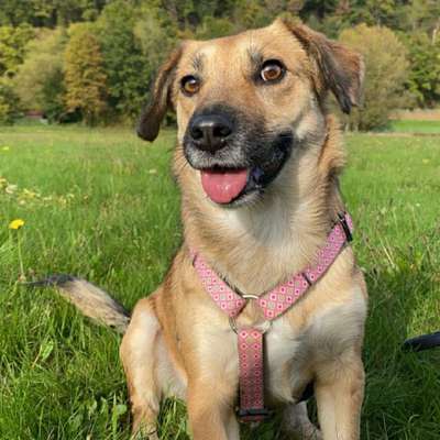 Hundetreffen-Gassirunde-Bild