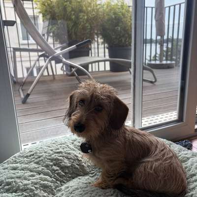 Hundetreffen-Spielrunde und gemeinsame Gassirunden in der Speicherstadt-Bild