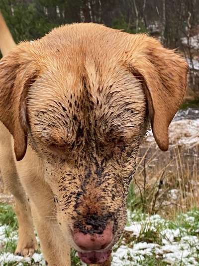 Darf der Hund bei Euch im Bett schlafen?-Beitrag-Bild