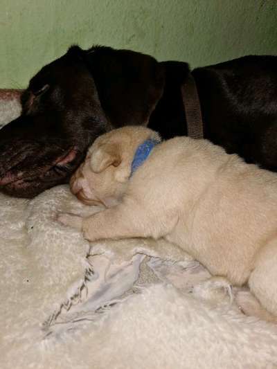 Das erste Bild eures Hundes-Beitrag-Bild