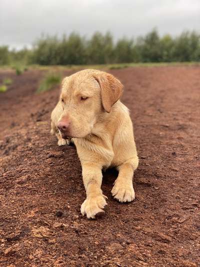 Dogorama Photo Challenge - Hundeblick zum hinschmelzen-Beitrag-Bild