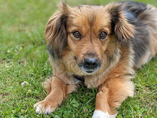 Mischlingshunde Foto Aufruf-Beitrag-Bild