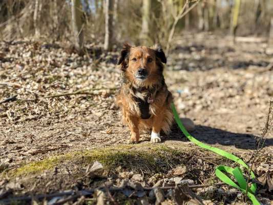 Dogorama Photo Challenge - Der Frühling kommt-Beitrag-Bild