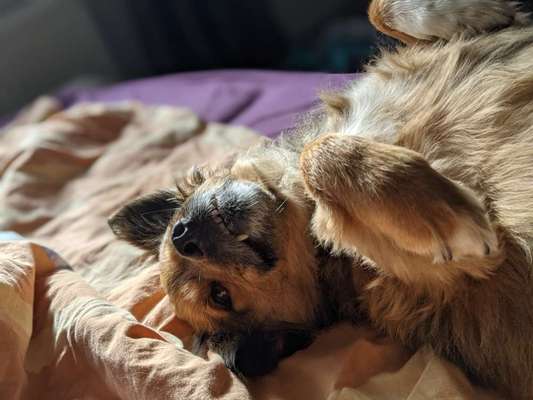 Die Dogorama Wochen Challenge-Beitrag-Bild