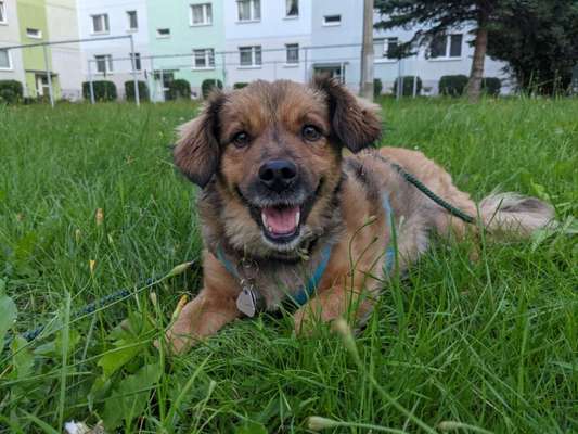 Hunde vom Tierschutzverein 🐕♥️-Beitrag-Bild