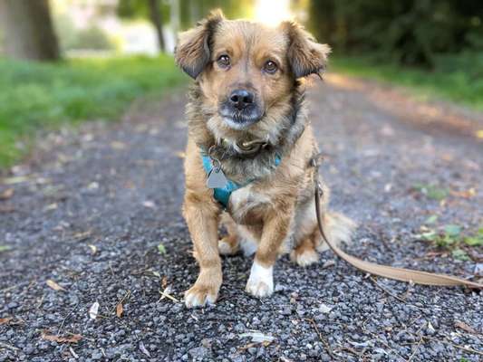 Die Dogorama Kalender Challenge Titelbild-Beitrag-Bild