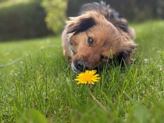 Lieblingsbild von euren Hunden?-Beitrag-Bild