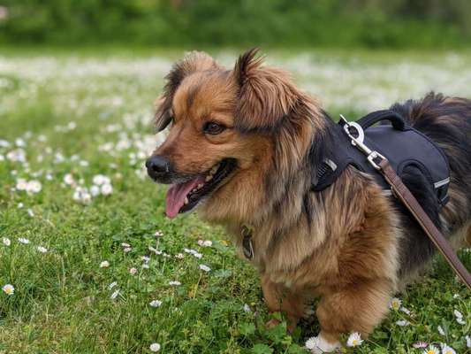 Die Dogorama Monats Challenge "Es grünt und blüht"-Beitrag-Bild