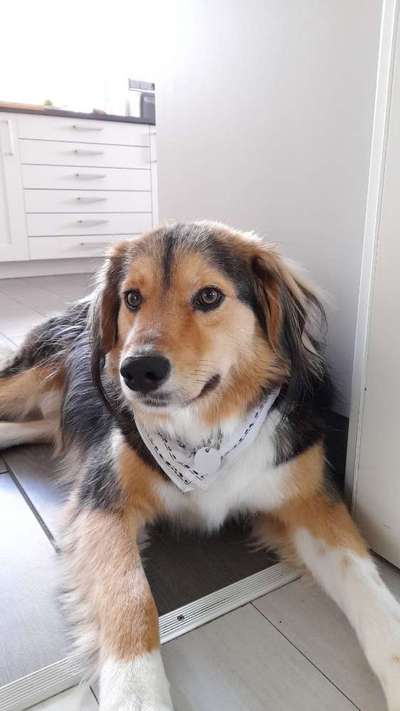 Dogorama Bekanntschaften/Freundschaften-Beitrag-Bild