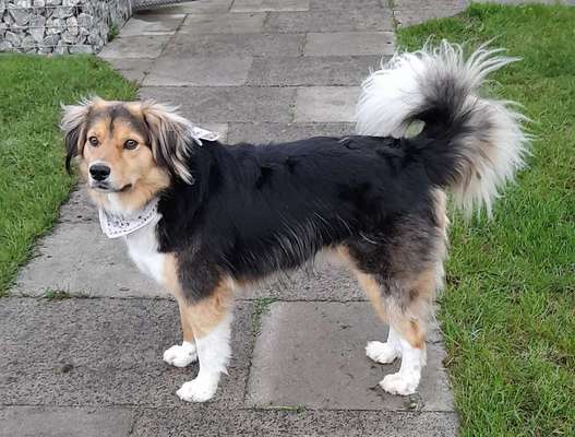 Dogorama Bekanntschaften/Freundschaften-Beitrag-Bild