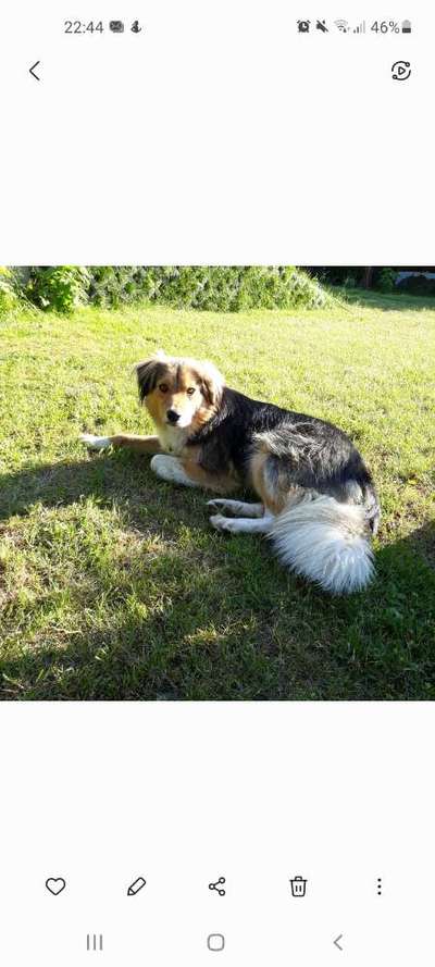 Dogorama Bekanntschaften/Freundschaften-Beitrag-Bild