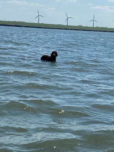 Dogorama-Monats-Challenge-Mai "Wasser"-Beitrag-Bild