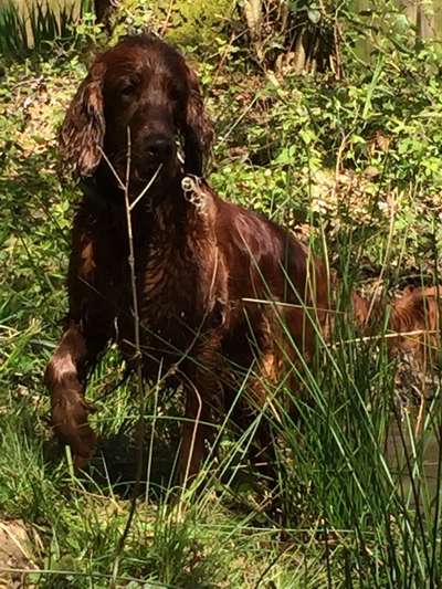 Die Dogorama Monats Challenge "Es grünt und blüht"-Beitrag-Bild