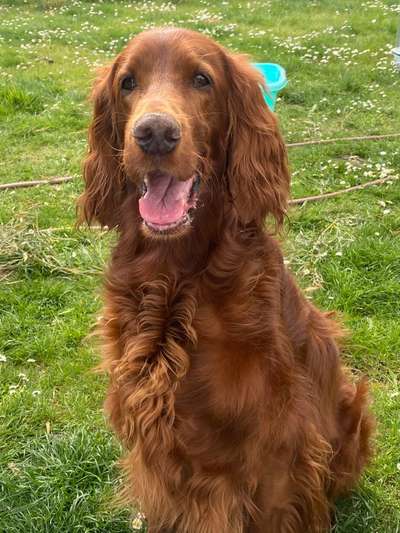 Englisch Setter?-Beitrag-Bild