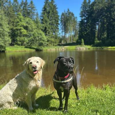 Hundetreffen-Entspannte Spaziergänge-Bild