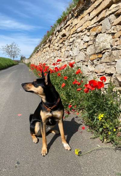 Die Dogorama Kalender Challenge Teil 3/4-Beitrag-Bild