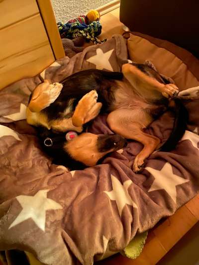 Die Dogorama Wochen Challenge-Beitrag-Bild