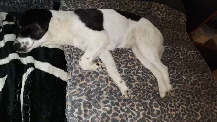 Auslandstierschutz-Beitrag-Bild