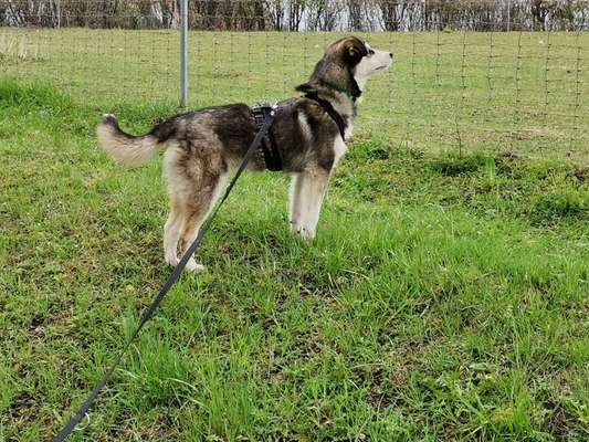 Auslandstierschutz-Beitrag-Bild