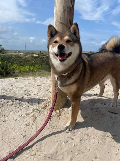 Shiba - Eltern-Beitrag-Bild