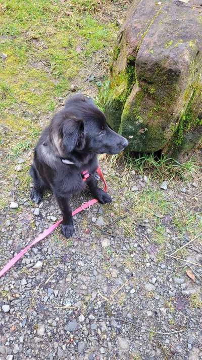 Seltene Rassen!-Beitrag-Bild