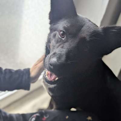 Hundetreffen-Hunde-Spaziergang Andernach