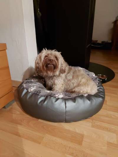 Dogorama Photo Challenge - Rund-Beitrag-Bild