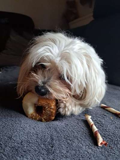 Dogorama Photo Challenge - Rund-Beitrag-Bild