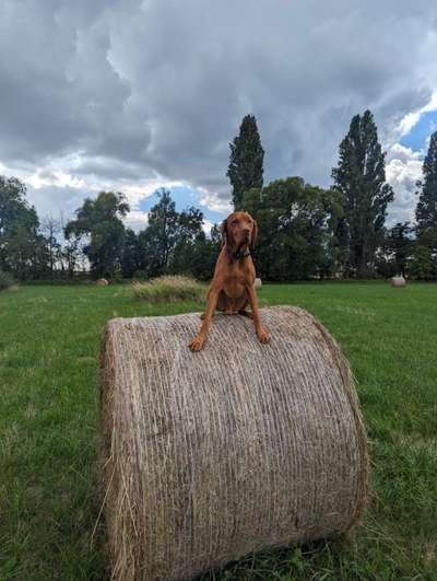 Hundetreffen-Buddy würde sich riesig freuen.-Bild