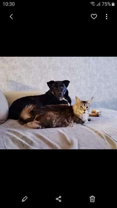 Auslandstierschutz-Beitrag-Bild