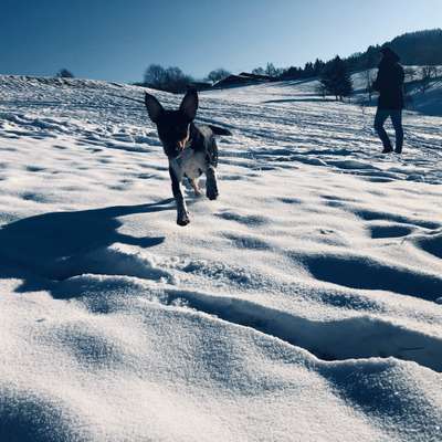 Hundetreffen-(Trainings-)Spaziergang-Bild