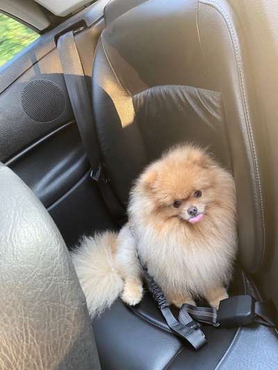 Tongue Out Tuesday-Beitrag-Bild