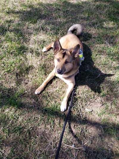 Sibirisch Europäisch Laika-Beitrag-Bild