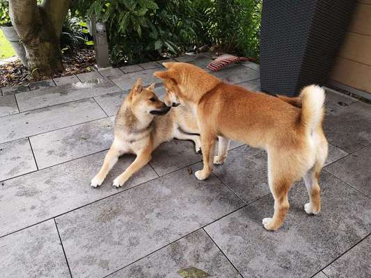 Die Dogorama Wochen Challenge "Friends will be Friends"-Beitrag-Bild