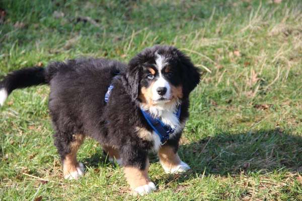 Welpen Bilder !-Beitrag-Bild