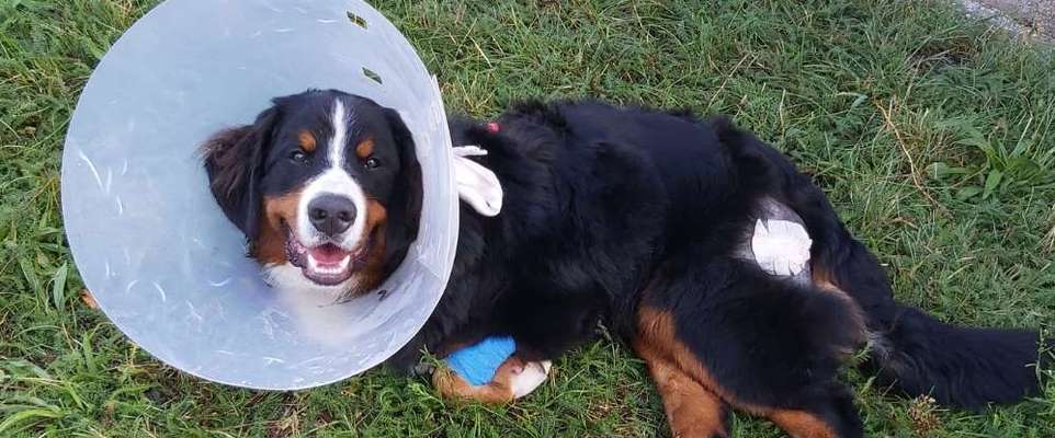 Dogorama Photo Challenge - Mäulchen auf-Beitrag-Bild