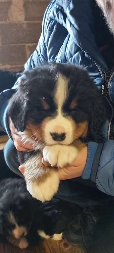 Das erste Bild eures Hundes-Beitrag-Bild