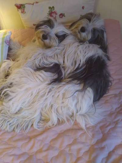 Gemeinsames Kuscheln im Bett!-Beitrag-Bild